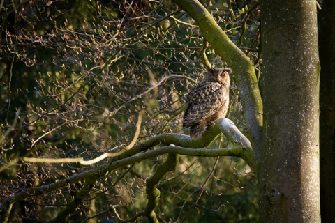Eurasian Eagle-owl - adult animal (Bubo bubo)