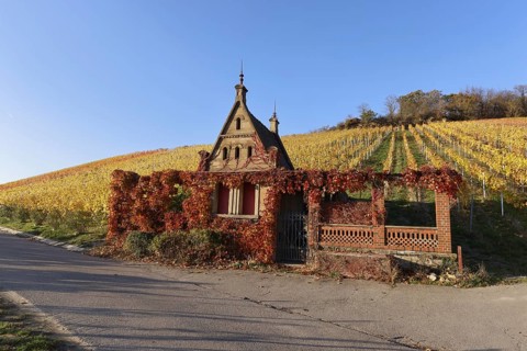 Vineyards in Autumn, View from the Wartberg, Heilbronn, Baden-Württemberg, Germany, Europe