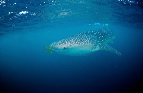 Whale shark with pilot fish, Rhincodon thypus, Maldives, Indian Ocean, Meemu Atoll, Asia