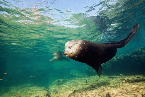 California sea lion bull, Zalophus californianus, La Paz, Baja California Sur, Mexico, Central
