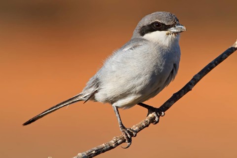 Mediterranean Grey Shrike, Mediterranean Grey Shrike, Great Grey Shrike, (Lanius excubitor