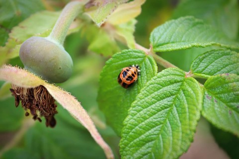 A ladybug pupa on a wild rose bush leaf