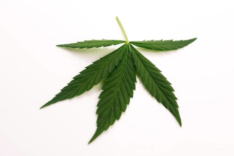 Cannabis leaf, marijuana leaf isolated on white