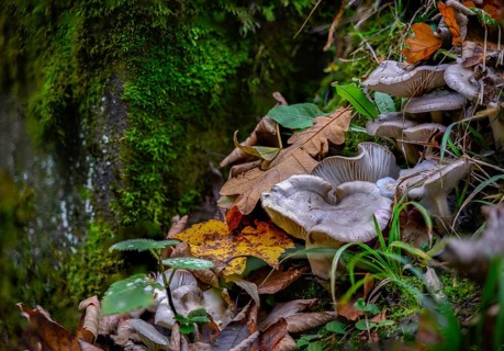 White mushrooms and autumn leaves spread over a moss-covered forest floor, Perlbachtal, Lower