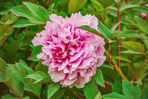 Pink Flower among the Green Leaves Szekesfehervar, Hungary, Europe