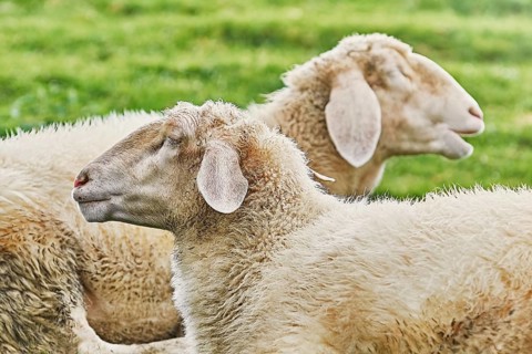 White Sheeps Resting on the Slope of a Hill Obermaiselstein, Germany, Europe