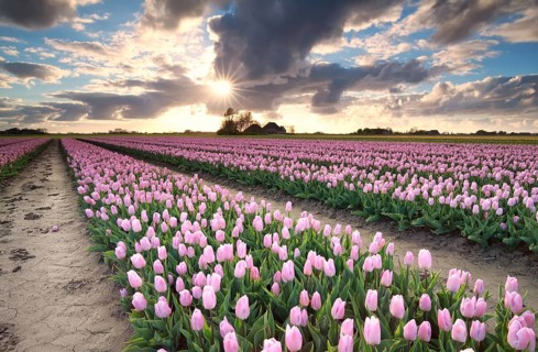 Sunshine over tulip field, Netherlands