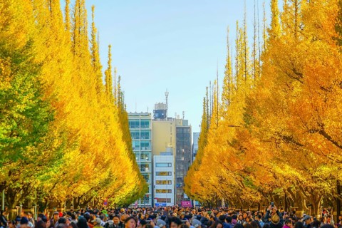 Ginkgo Shrine outer garden ginkgo row of trees. Shooting Location: Tokyo metropolitan area