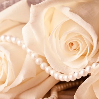 Pearl beads and cream rose on the silk background