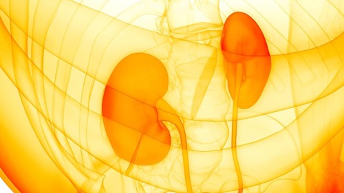 3D Illustration Concept of Human Urinary System Kidneys Anatomy