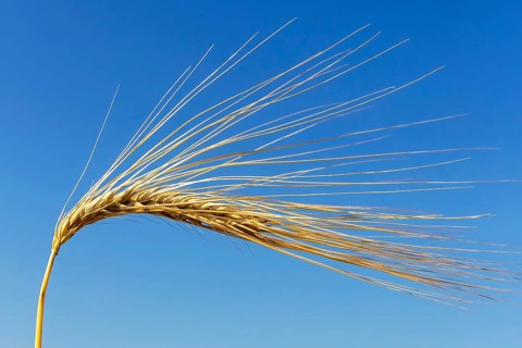 Barley field in front of harvest, barley, ear, ears, cornfield, food, cornfield, Austria, Europe