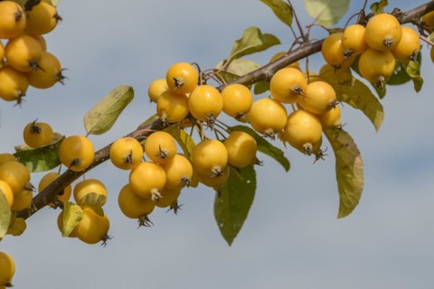 Ornamental apple (Malus 'Golden Hornet'), Bavarian State Institute for Viticulture and