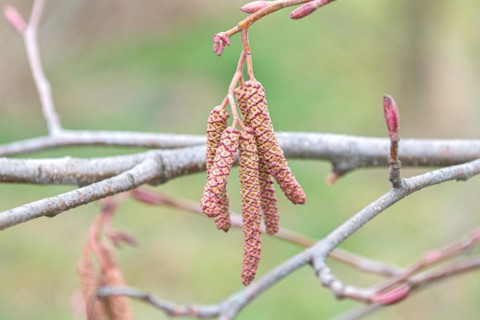 Red alder (Alnus rubra), Tharandt Forest Park, Germany, Europe