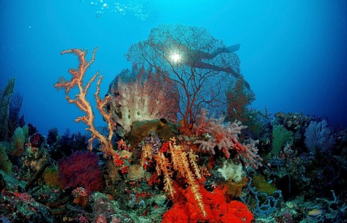 Diver and coral reef, Indonesia, Wakatobi Dive Resort, Sulawesi, Indian Ocean, Banda Sea, Asia