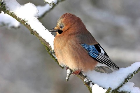 Jay, European Jay, Jay, eurasian jay (Garrulus glandarius), Geai des chênes, Arrendajo Común,