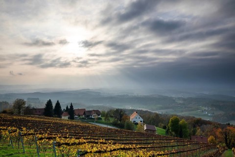 Autumn atmosphere, sunlight breaking through clouds, foliage colouring in the vineyard, St