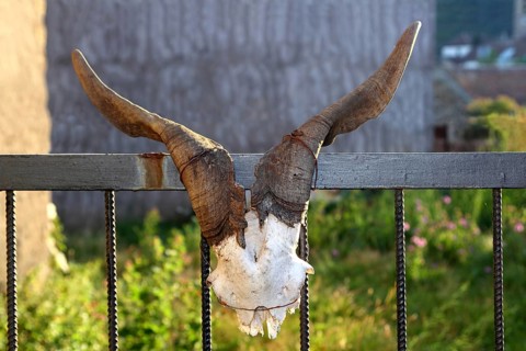 Goat horn fertility symbol metaphor tied on entrance fence door