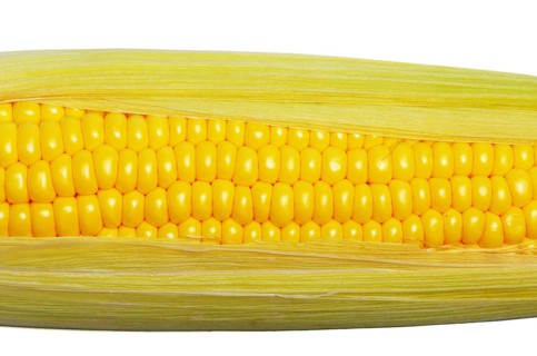 Ripe fresh organic sweet corncob with leaf closeup background