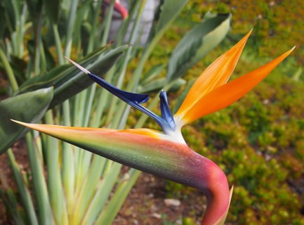 Close up of an orange and blue bird of paradise flower Strelitzia reginae growing in a park in