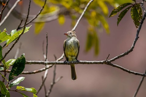 Swallow flycatcher perched on a tiny branch against defocused background, Biribiri State Park,