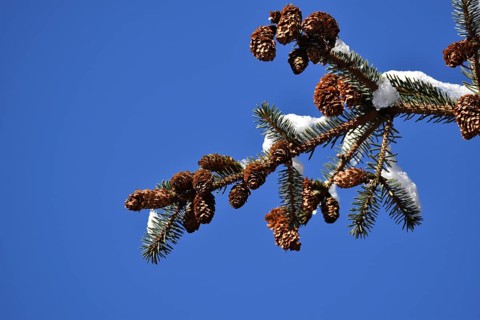 Spruce in winter