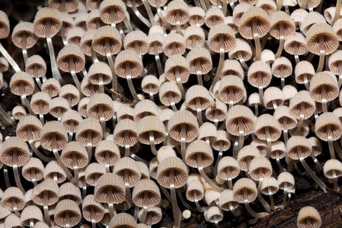 Seedies bonnet to a tree stump in the Thuringian Forest, Seeded Tintling to a tree stump in the