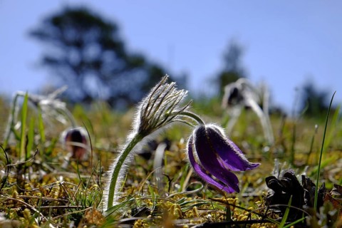 Pasque flower, cow-orchid, Pulsatilla vulgaris