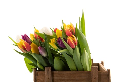 Colorful bouquet tulips for sale in wooden crate isolated over white background