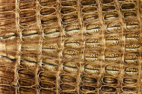 Crocodile leather background