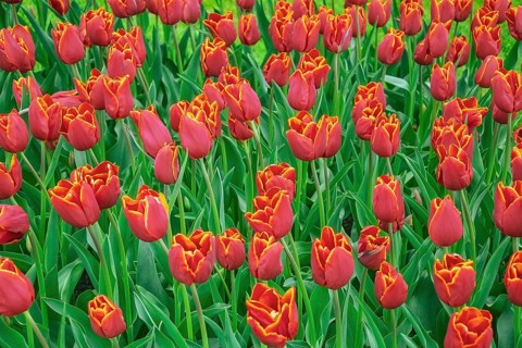 Flowerbed of tulips in the garden. Springtime in Netherlands Lisse, Netherlands