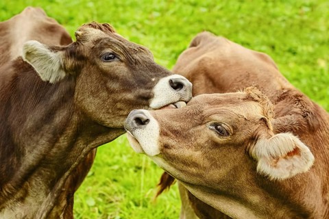 Dairy Cattle in the Traditional Pasture. Bolsternang, Germany Bolsternang, Germany, Europe