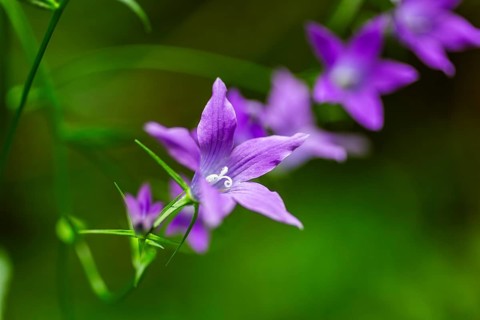 Meadow bellflower (Campanula patula), near Döbriach, Carinthia, Austria, Europe