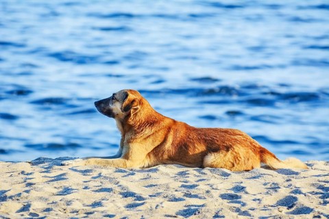 Stray Dog on the Shore of the Black Sea Varna, Bulgaria, Europe