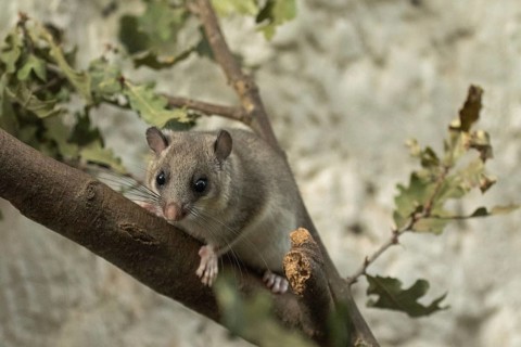 Dormouse sitting on a branch looking from the front