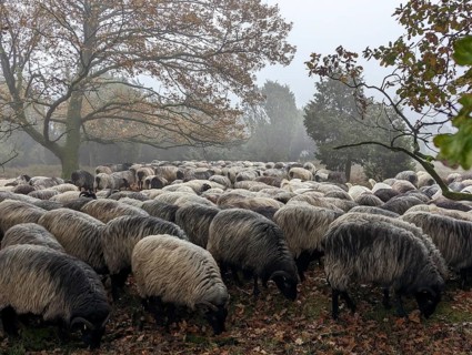 Heidschnucken in the Lüneburg Heath, in the November fog, near Niederhaverbeck