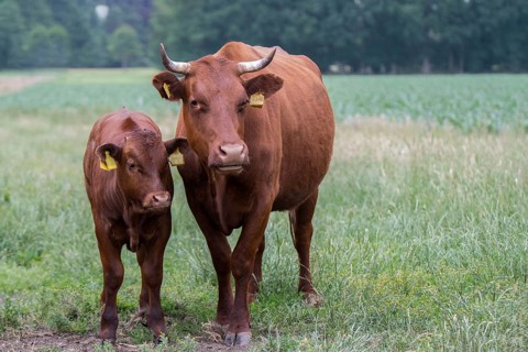 Red cattle cow with calf on the pasture