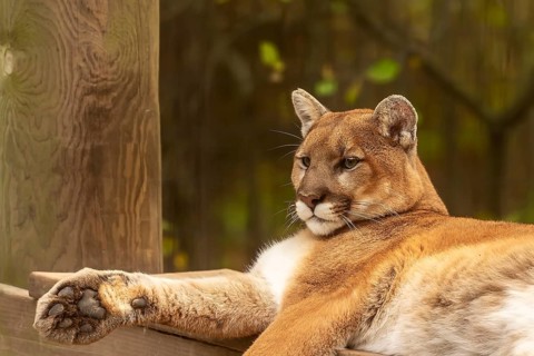 Young cougar (Puma concolor), known as Mountain lion in the ZOO