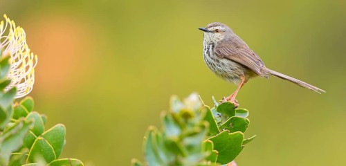 Spotted Prinia, (Prinia maculosa), Karoo Prinia, Prinia du Karoo, Prinia del Karoo, Harold Porter