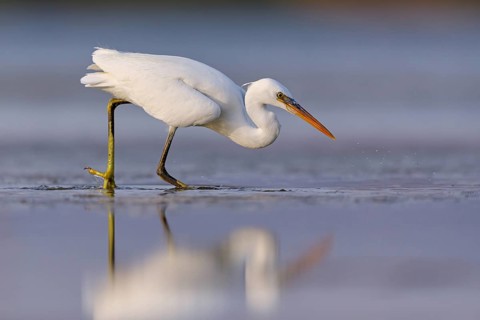 Western Reef Heron, Western Reef-Heron, Western Reef-Egret, (Egretta gularis), Garceta Dimorfa,