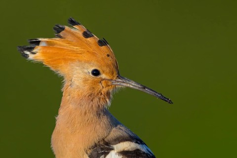 Hoopoe, (Upupa epops), on a perch, family Hoopoes, early raptors, Hides de El Taray / Lesser
