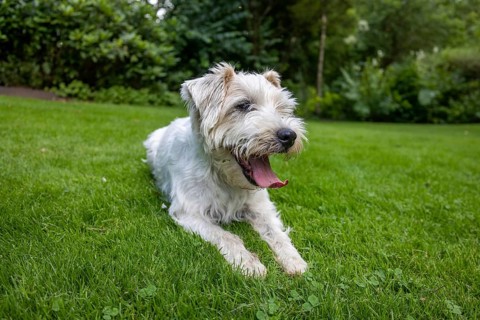 Jack Russell Terrier Dog resting in Green Garden