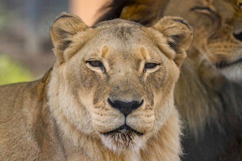 An African lion lays in the grass on a hot day in a zoo in Australia