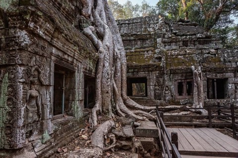 Roots of giant tree covering the ruin of Ta Prohm temple in Angkor Wat, Siem Reap, Cambodia, Asia