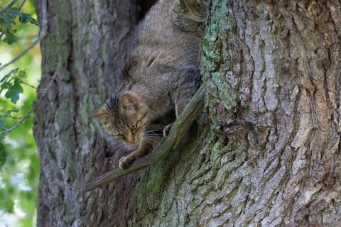 Climbing forest cat in an old oak tree