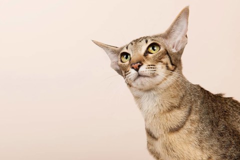 Oriental Shorthair cat on cream color background