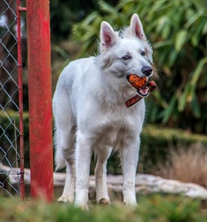 The 2-year-old white shepherd dog loves to play with her throw ball