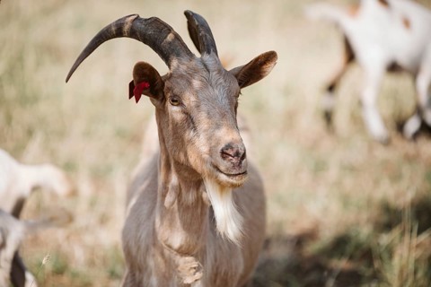 White Goat, (caprae) Istria, Croatia, Europe