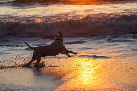 A Happy Dog Running in the Surf at the Beach at Sunset. Humboldt County, California