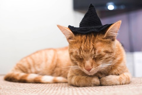 Orange cat with black cap