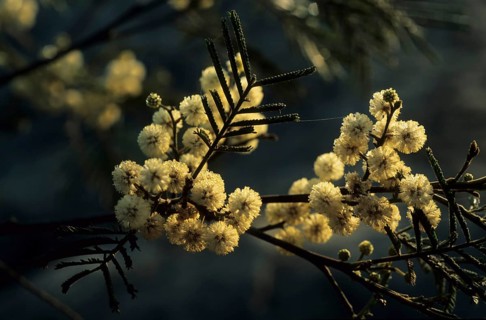 Mimosa species (Mimosaceae)